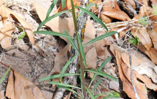 Erysimum capitatum, Western Wallflower, Southwest Desert Flora